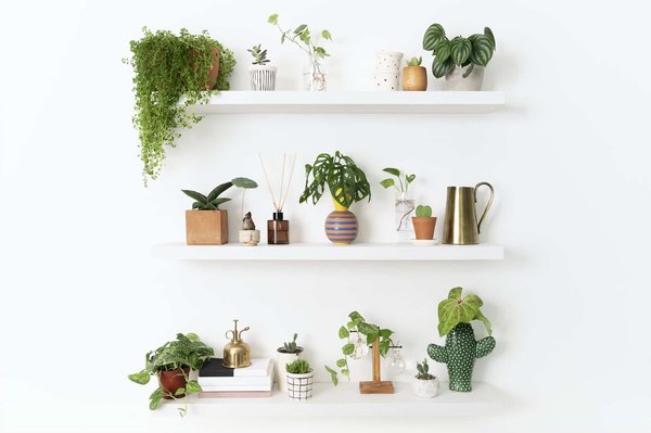 Quelle plante pour décorer votre extérieur ?