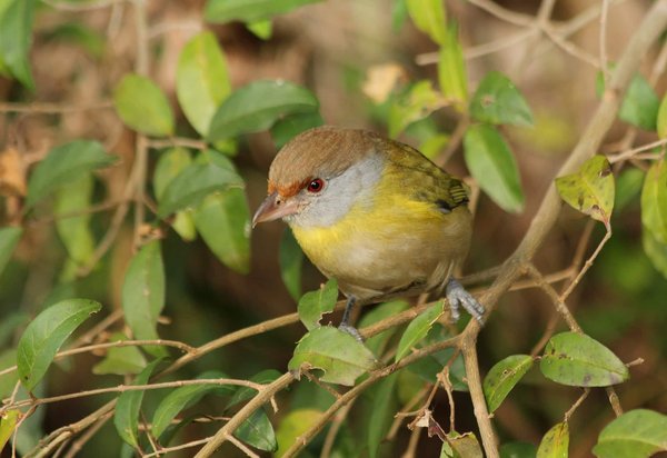 Les oiseaux du jardin : un monde de couleurs et de chants à notre porte