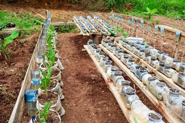 Comment transformer des bouteilles en plastique en décorations de jardin créatives ?