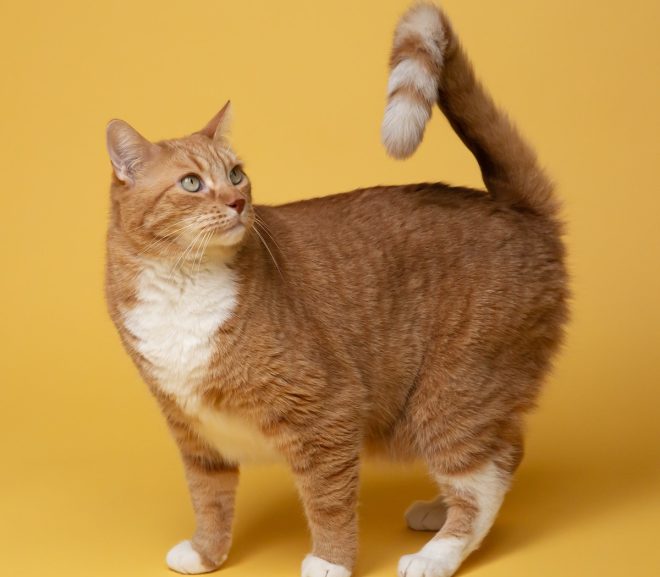 Pourquoi ne pas laver la tête d’un chat ?