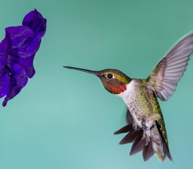 Protéger la nature avec des gestes simples : découvrez les !